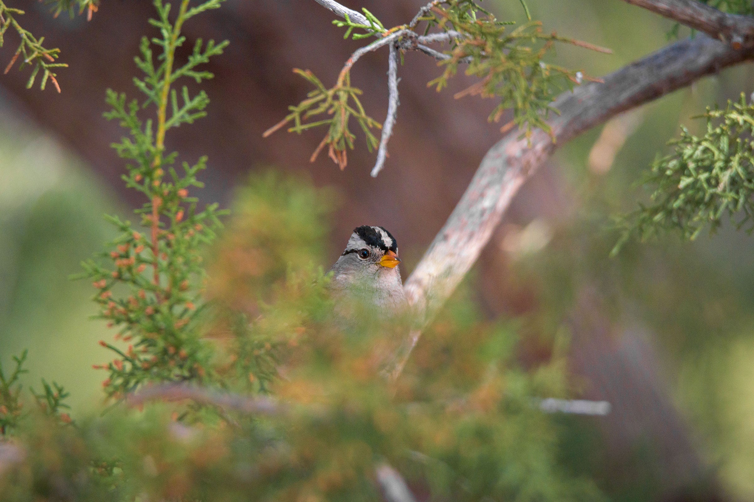 White-crowned Sparrow. Matthew Endersbe/Audubon Photography Awards
