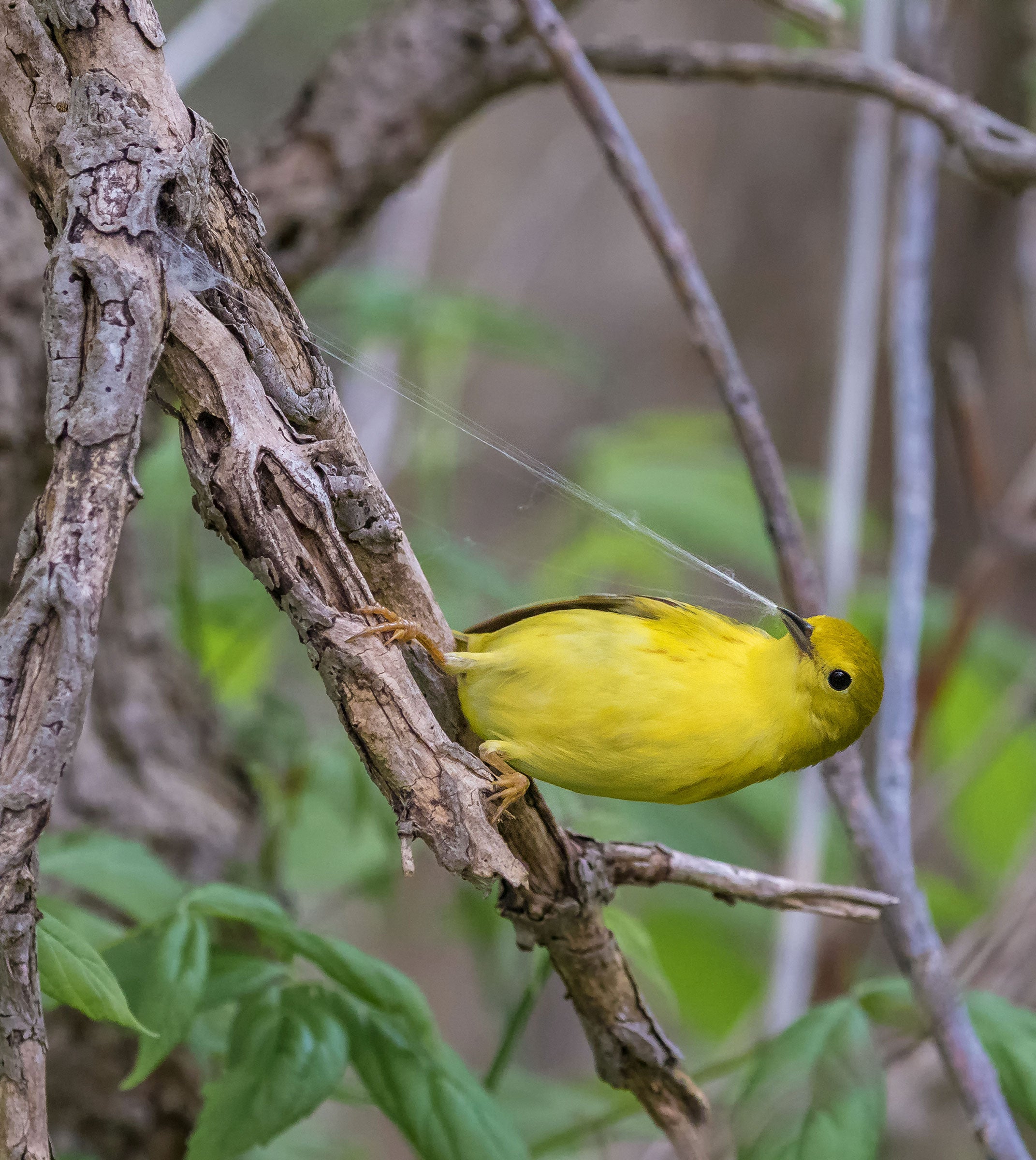 Yellow Warbler. Pratyaydipta Rudra/Audubon Photography Awards
