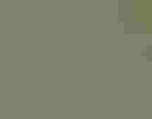 A parent loon feeds a fish to its chick sitting on the other parent's back. A second chick swims in the water beside them.