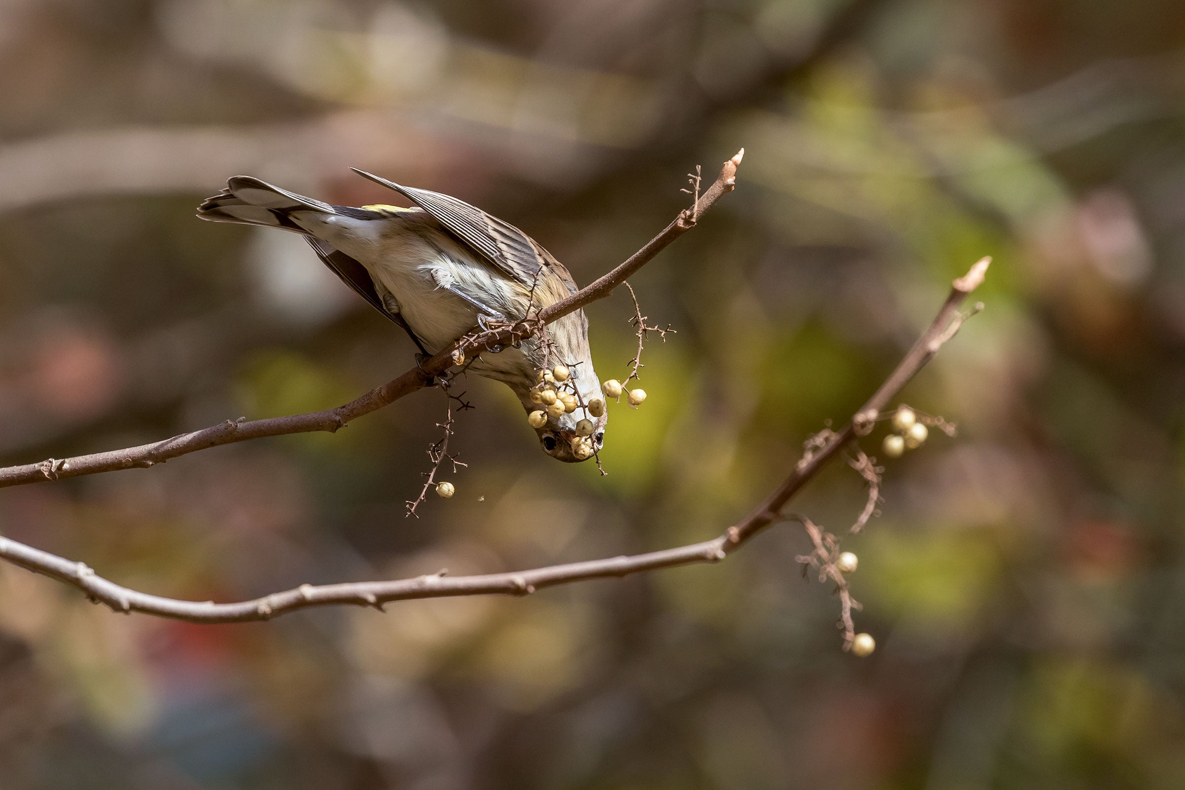 A drab brown, yellow, and white warbler perches on a branch eating berries upside down.
