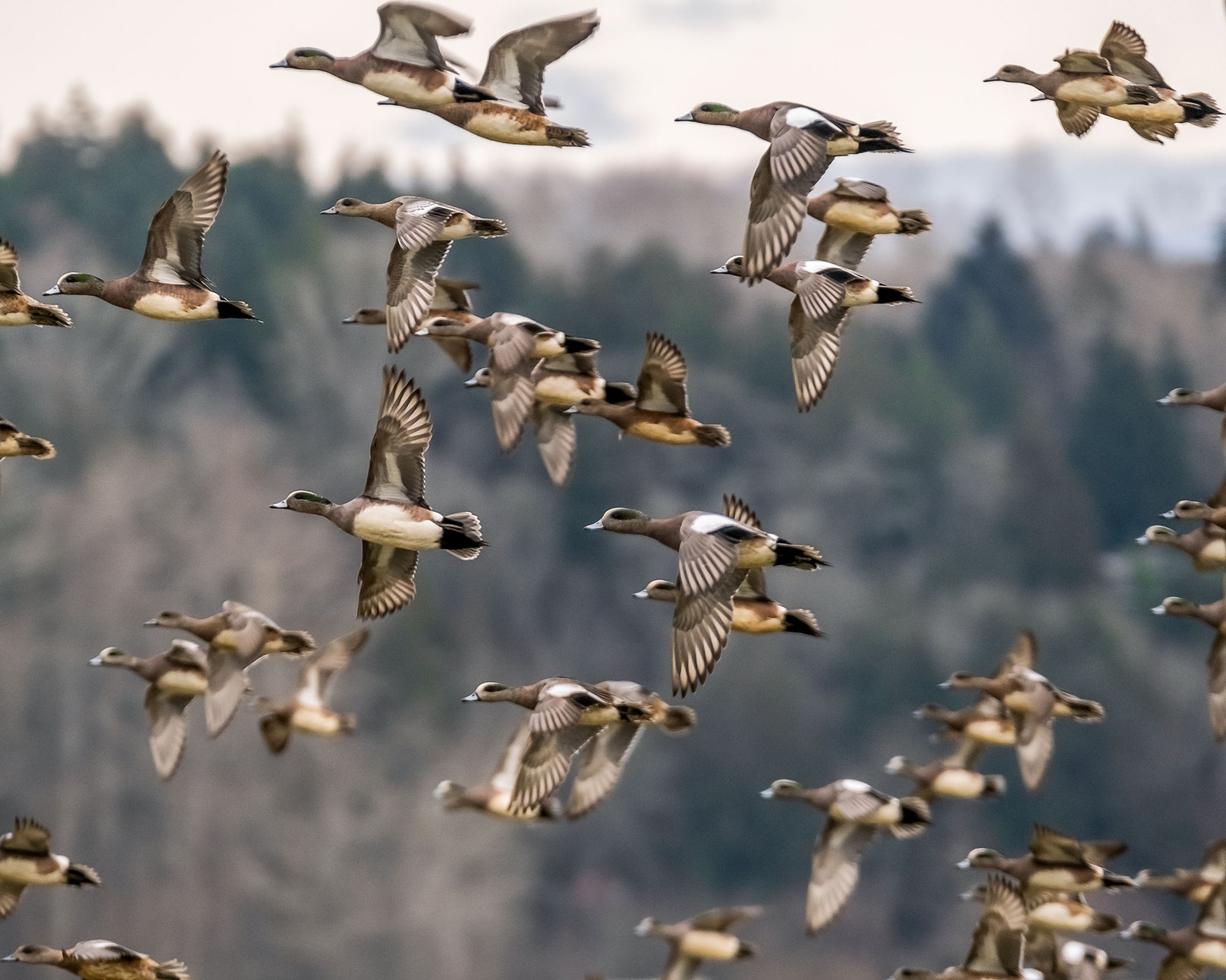 Wing Fowl A Duck Hunter’s Tips for Quickly Identifying Waterfowl on the Wing ...