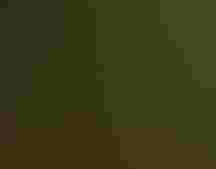 A small yellow and black bird splashes in a pool of water, the droplets sparkling in the sun.