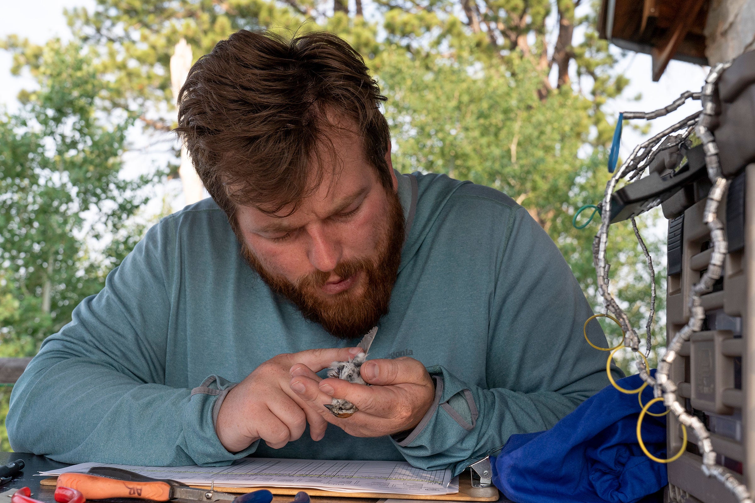 A man carefully holds a small bird, a Chipping Sparrow, in his left hand and blows gently on its belly.