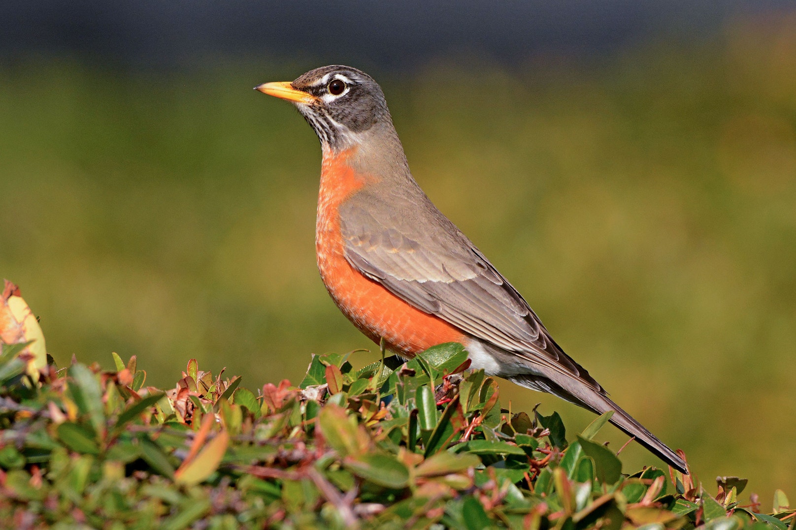 Get to Know These 20 Common Birds | Audubon