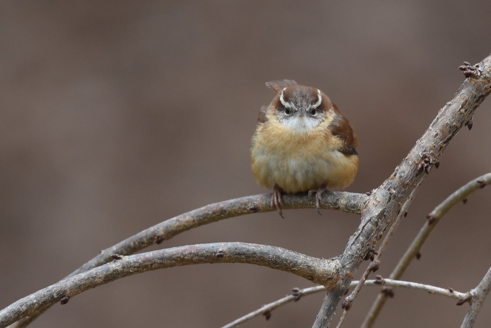 Carolina Wren Carolina Wren. Carolina Wren. Photo: Deborah Bifulco/Great Backyard Bird Count