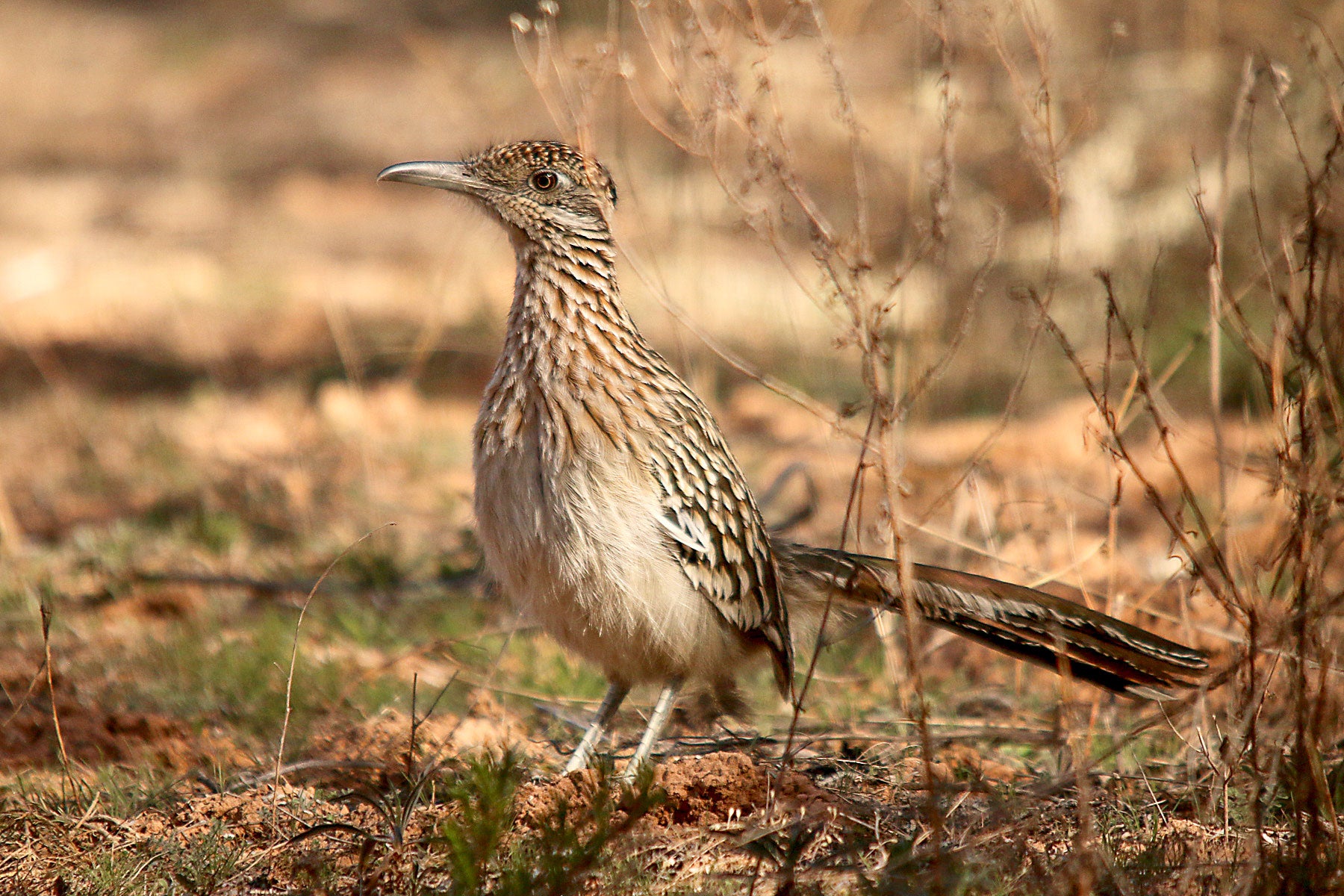 Greater Roadrunner. Gary Botello/Great Backyard Bird Count