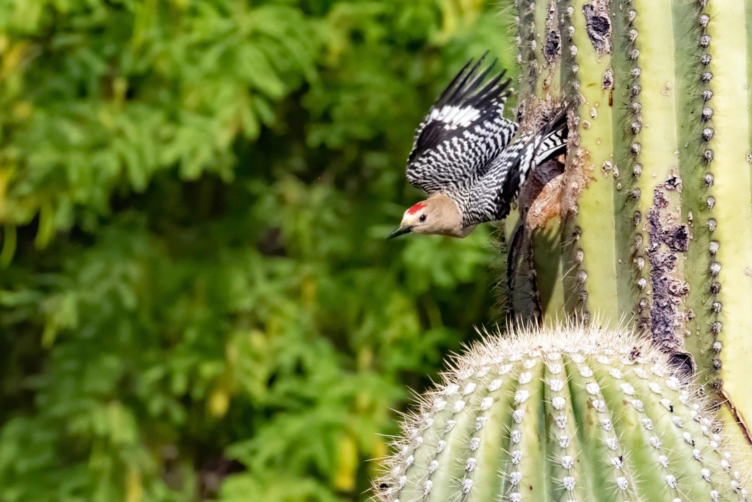 Gila Woodpecker Gila Woodpecker. Gila Woodpecker. Mick Thompson/Eastside Audubon