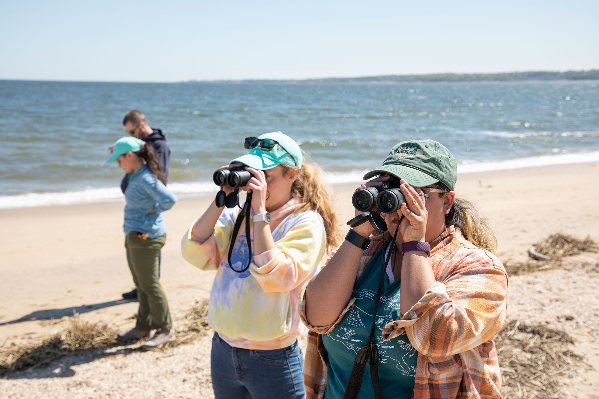Shelby Casas and three shorebird field technicians stand on the beach scanning the sand with binoculars.