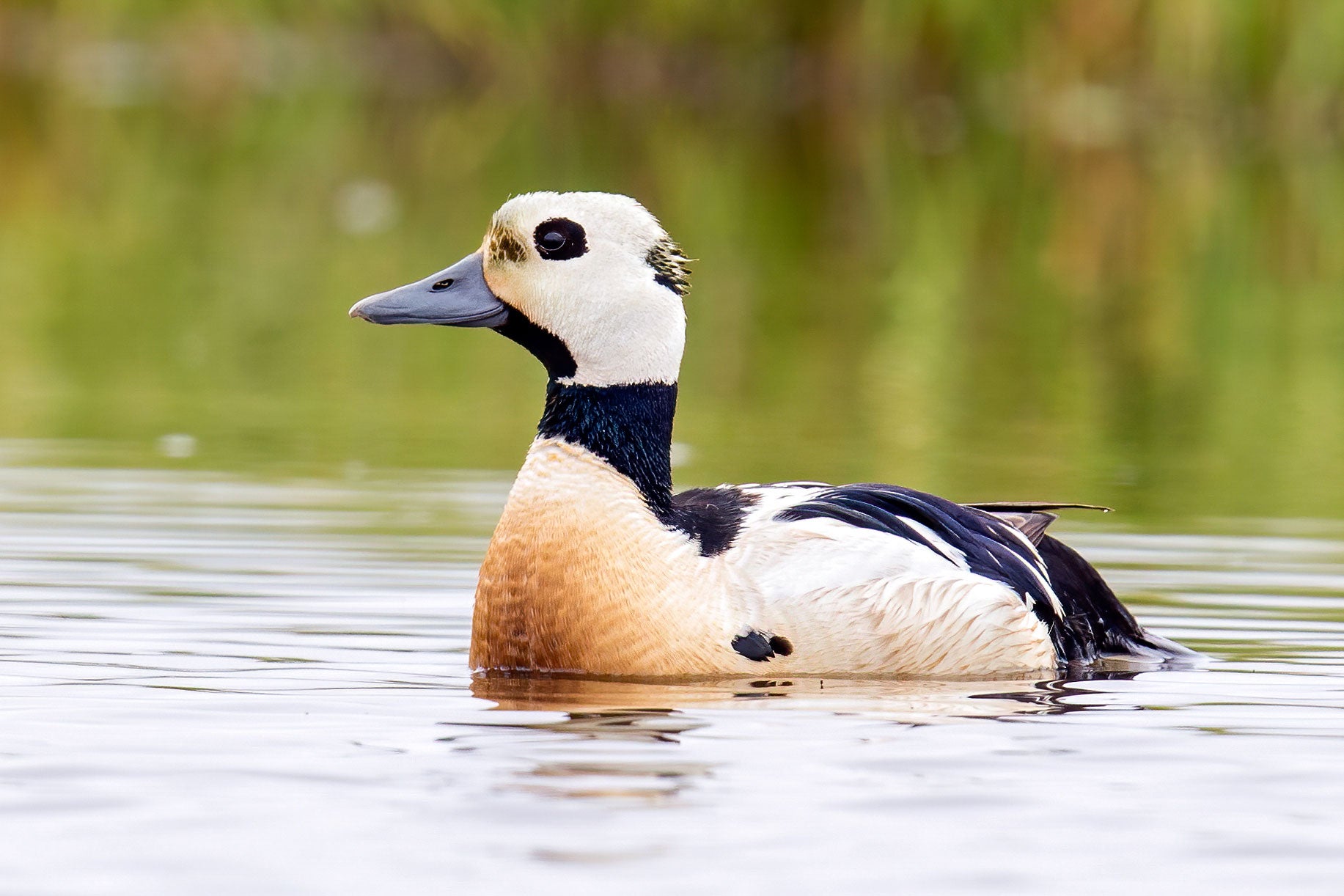 A white and brown duck with black patches swims in water with a blurred green background.