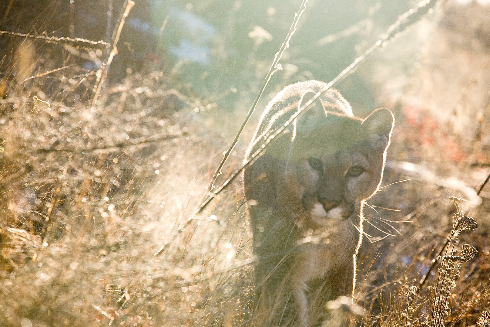 Nature Photography: Objectivity, Manipulation, and Ethics | Audubon