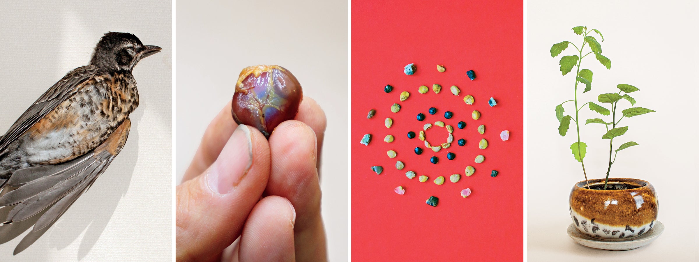 Four photos, from left: A dead juvenile American Robin with an orange-mottled chest; a hand holds the glistening stomach of a Mourning Dove; against a red background seeds of different colors are arranged in concentric circles; two slender green plants grow in a brown, white, and black ceramic pot.