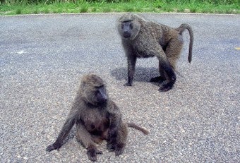 Two baboons on the road