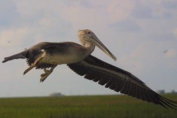 banded young Brown Pelican by Melanie Driscoll