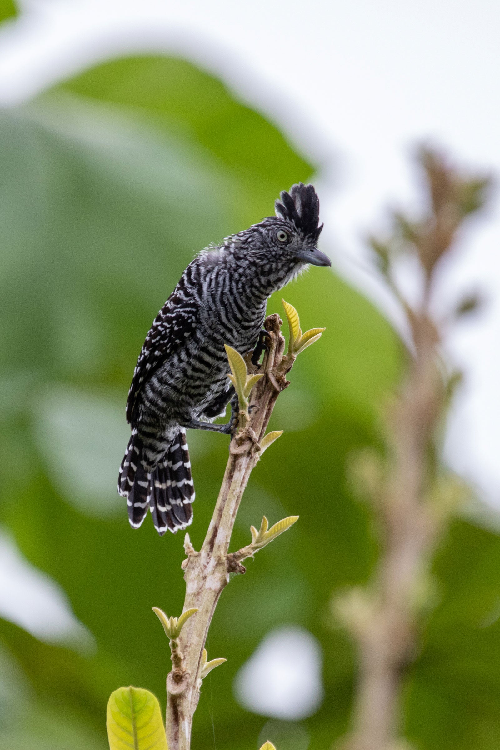 A black-and-white striped bird perches atop a tree, its black head feathers sticking straight up toward the top of the frame.