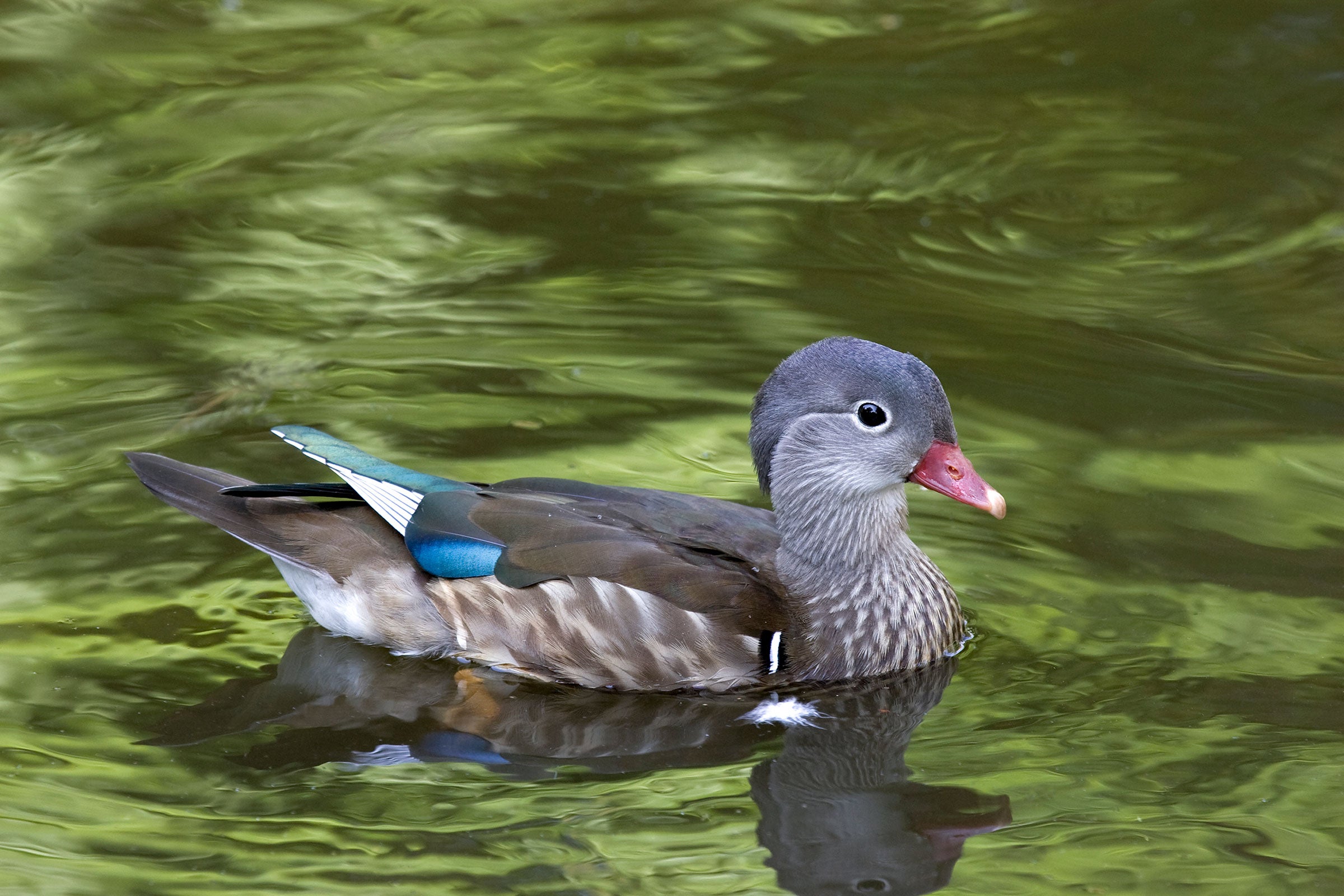 A Mandarin Duck in almost complete eclipse plumage—subtle but tasteful, if you ask us. Richard Mittleman/Gon2Foto/Alamy