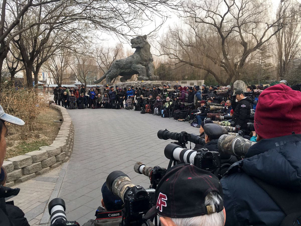 In just the past decade, China's birding scene has taken off, as evidenced by the camera-toting crowds flocking to catch a glimpse of the stray European Robin. Birding Beijing