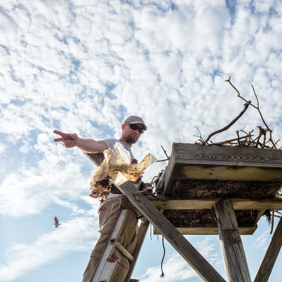 Ben Wurst chucks some plastic trash from an Osprey nest. Jim Verhagen