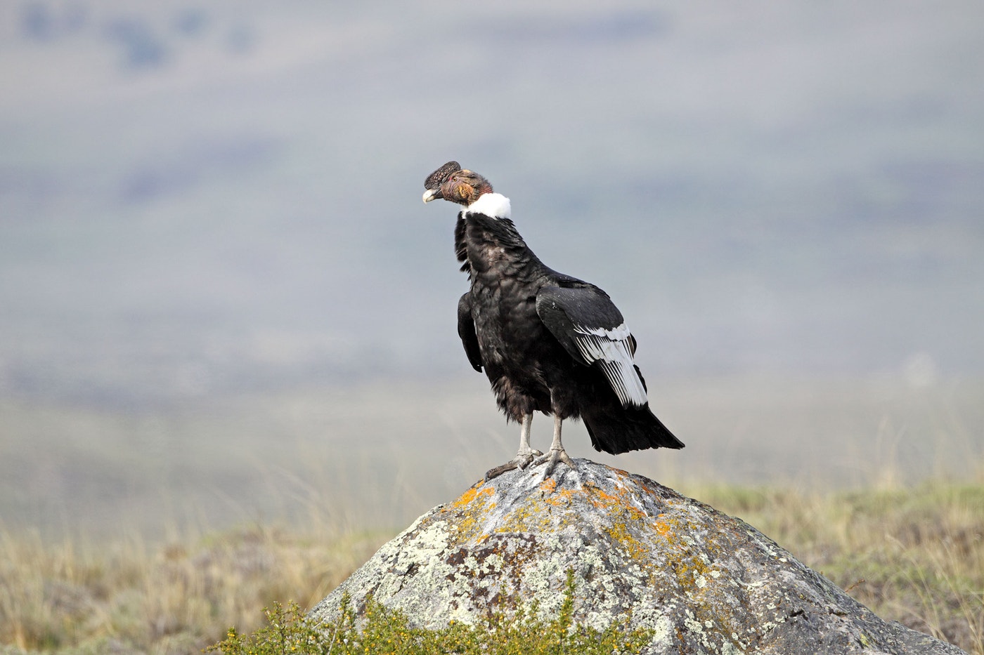Raptors Around the World Are Still Being Massacred. What Can Be Done ...