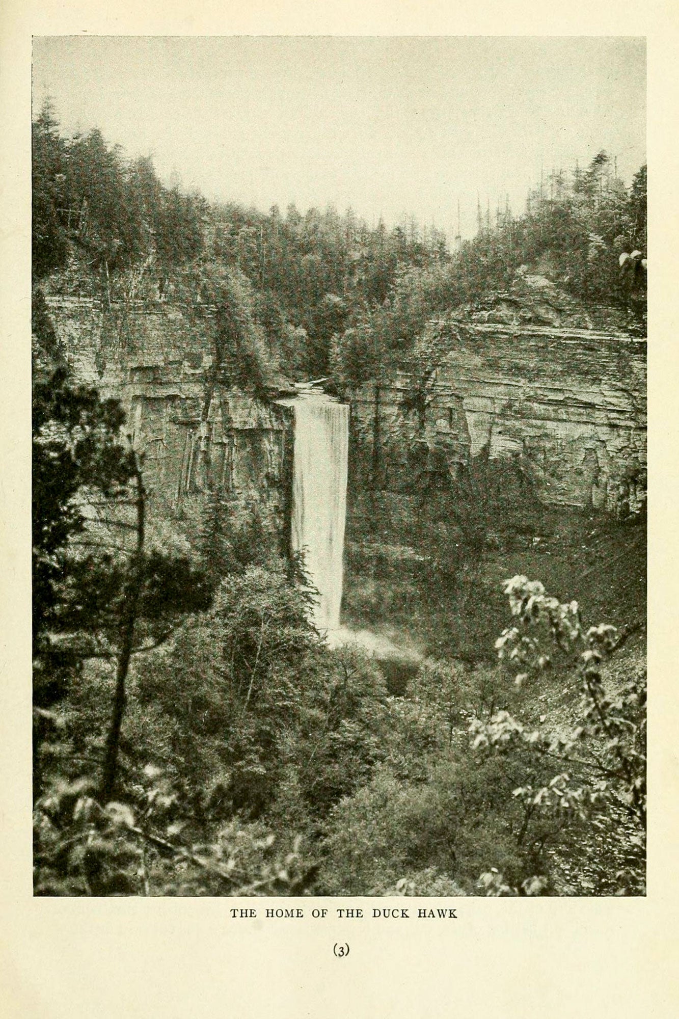Taughannock Falls pictured in “The Duck Hawks of Taughannock Gorge” by Arthur A. Allen and H. K. Knight in a 1913 issue of Bird Lore magazine.