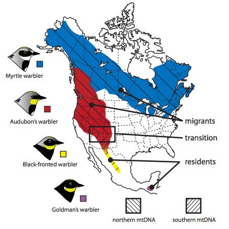 (Caption: This map from Toews, et al shows the breeding ranges, migratory behaviour and distribution of mitochondrial DNA (mtDNA) in four groups of yellow-rumped warblers. New data from Toews and colleagues demonstrates that the area where there is a transition in mtDNA is also home to a shift in migratory behaviour, from residents to migrants.)