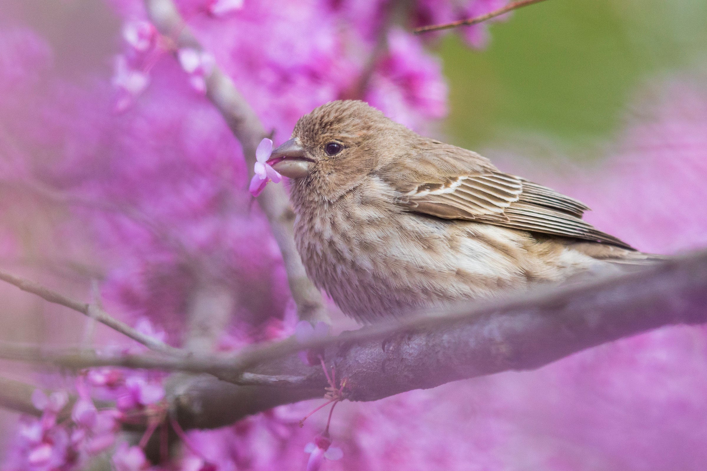 House Finch on Eastern Redbud. Noppadol Paothong