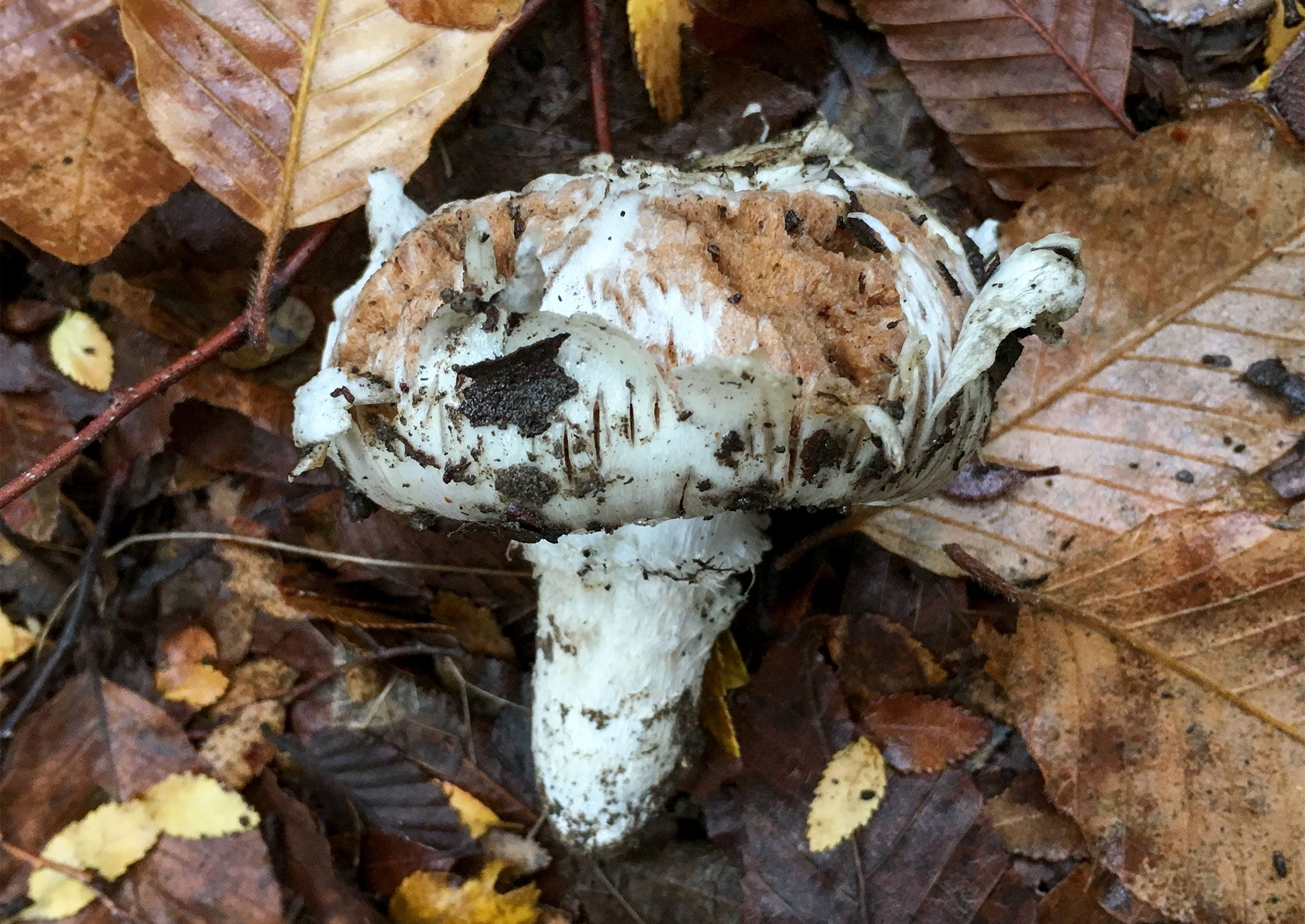 Cortinarius quadrisporus truffle with peck marks, dug up by a bird. Matthew Smith