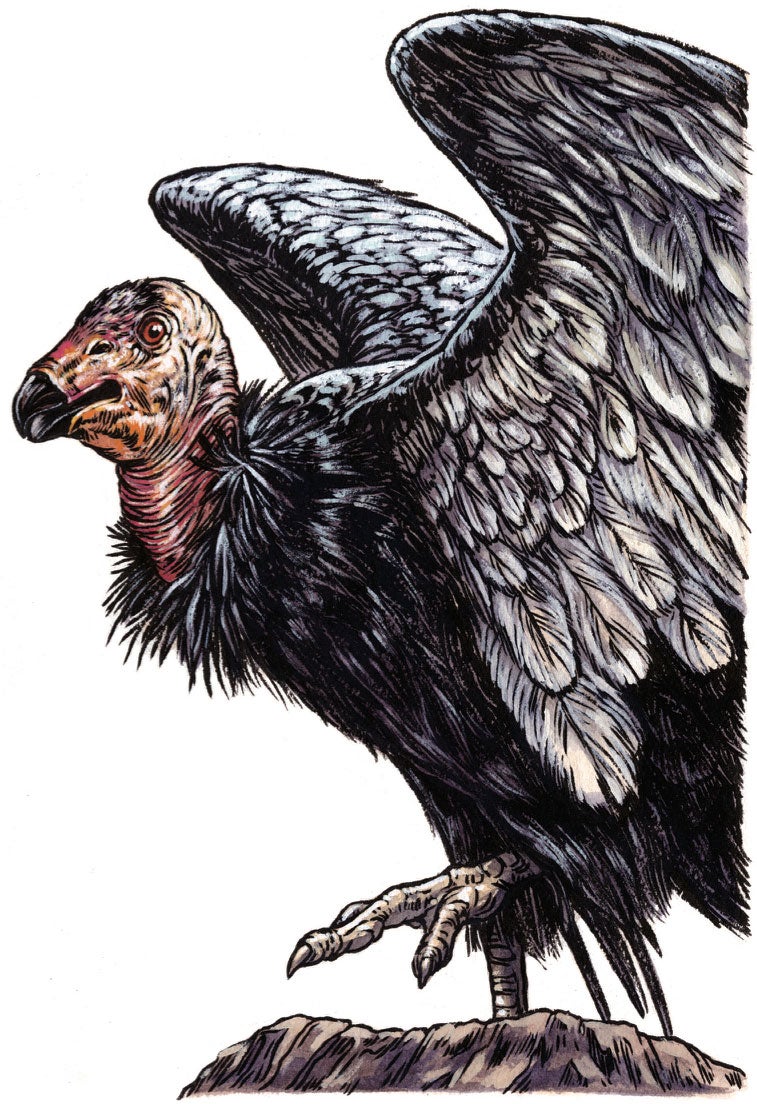 California Condor. Illustration: Emily Poole