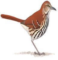 Brown Thrasher