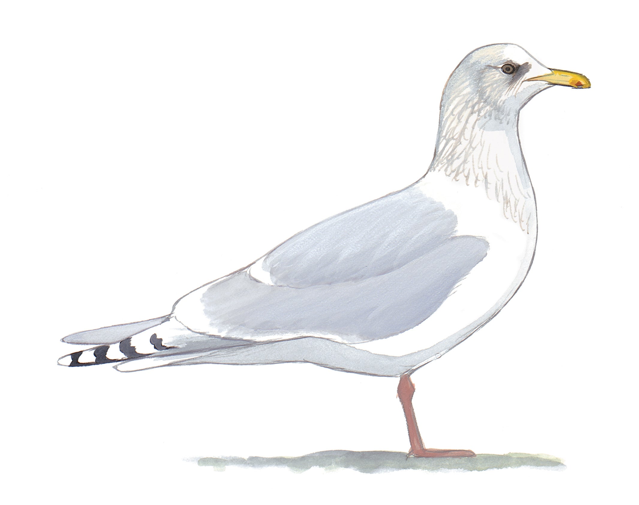 Gaviota de Groenlandia