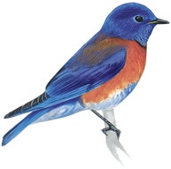 Western Bluebird