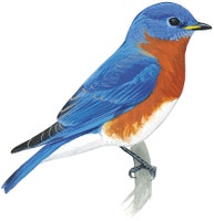 Eastern Bluebird