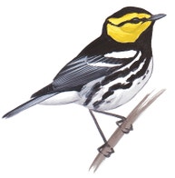 Golden-cheeked Warbler