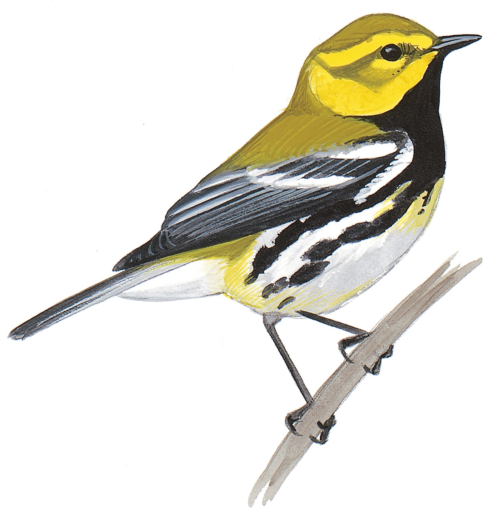 Chipe Dorso Verde