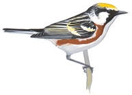 Chestnut-sided Warbler