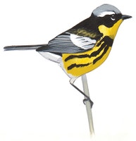 Magnolia Warbler