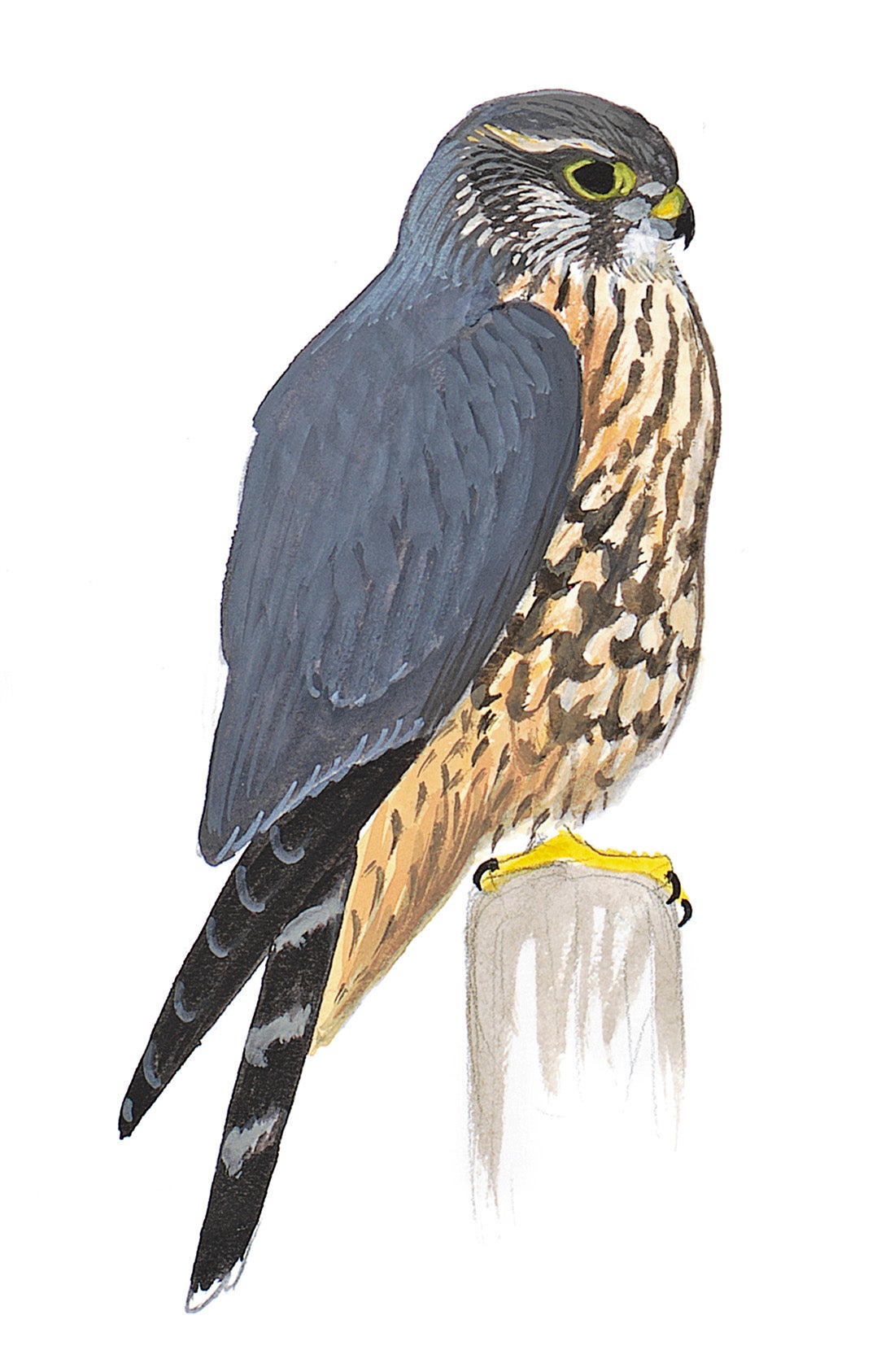 Merlin