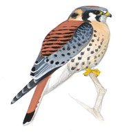 American Kestrel