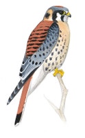 American Kestrel