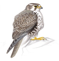 Prairie Falcon