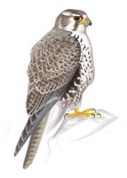 Prairie Falcon