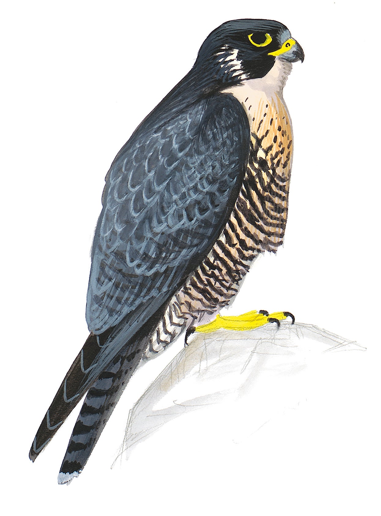 Halcón Peregrino