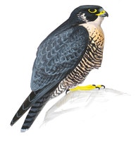 Peregrine Falcon