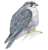 Gyrfalcon