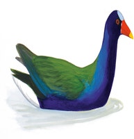 Purple Gallinule