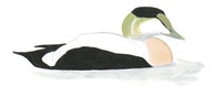 Common Eider