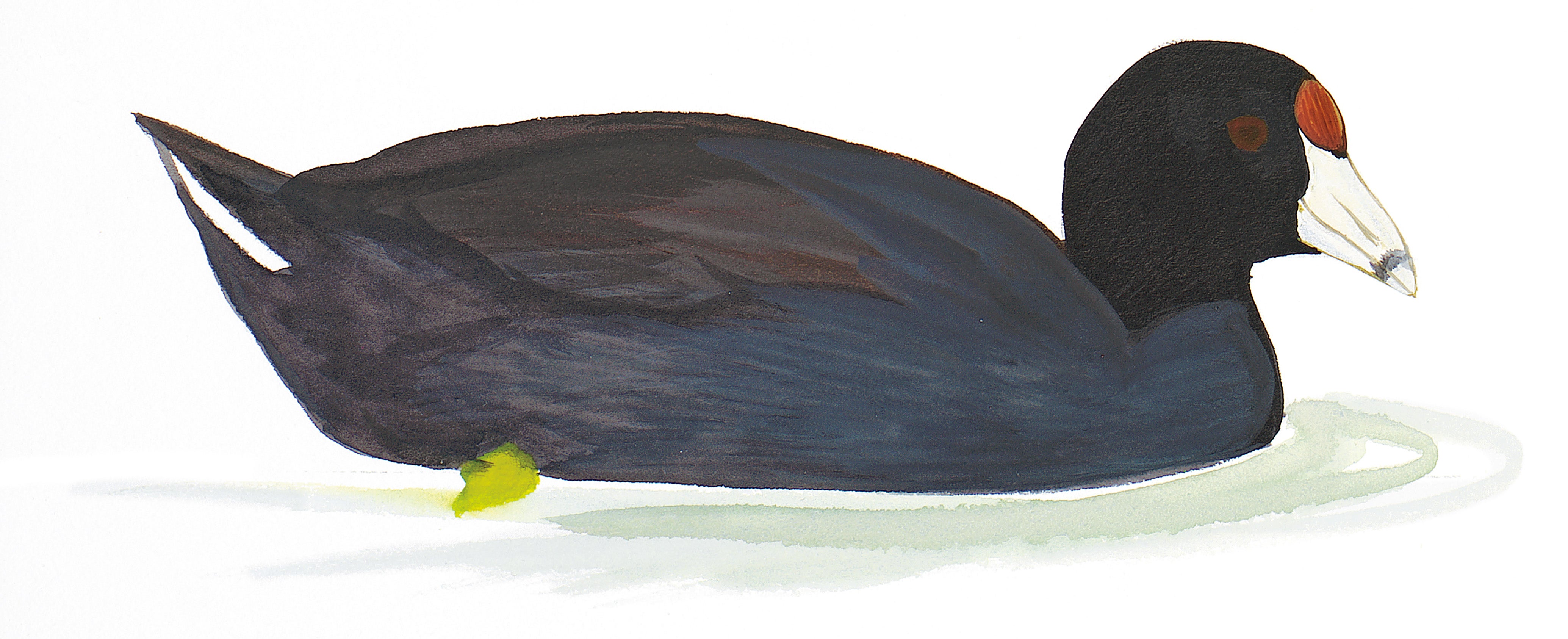 Gallareta Americana