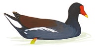 Common Gallinule