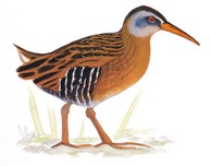 Virginia Rail