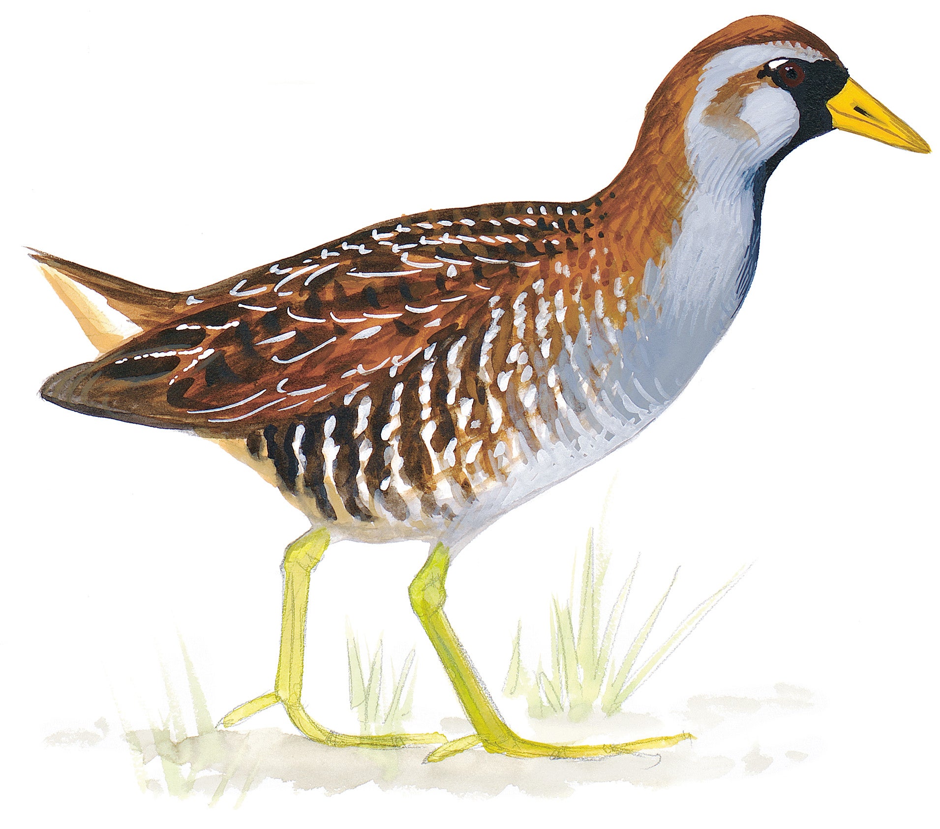 Sora