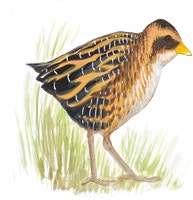 Yellow Rail